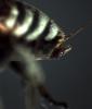 Ammobates punctatus